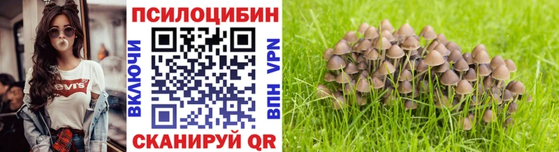 Псилоцибиновые грибы Psilocybe  Купить  Чистополь 